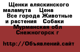 Щенки аляскинского маламута  › Цена ­ 15 000 - Все города Животные и растения » Собаки   . Мурманская обл.,Снежногорск г.
